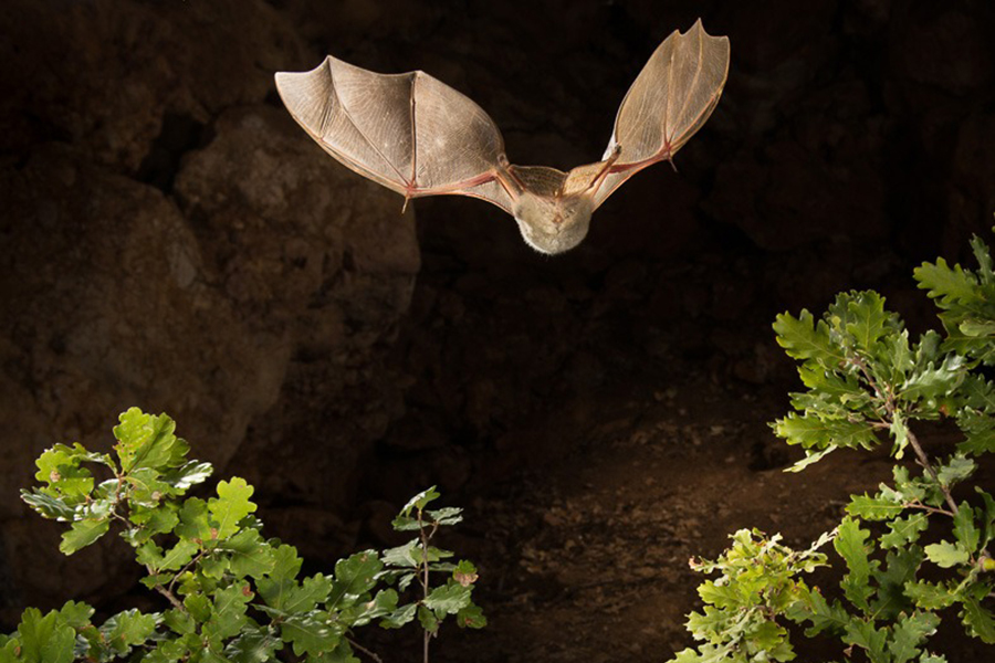 Miniottero di Schreibers, <em>Miniopterus schreibersii</em> - Animale di Grotta dell'Anno 2022 - Foto - Fabrizio Darmanin