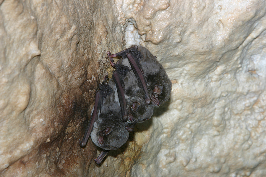Miniottero di Schreibers, <em>Miniopterus schreibersii</em> - Animale di Grotta dell'Anno 2022 - Foto - Mauro Mucedda
