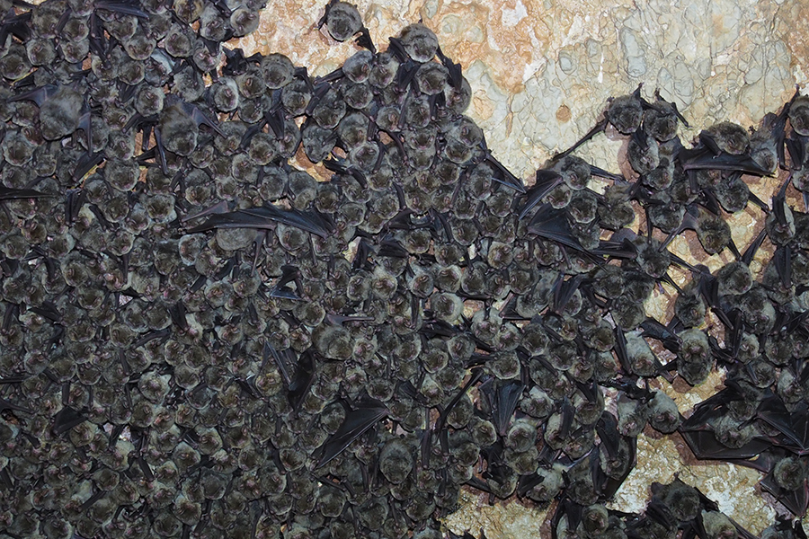 Miniottero di Schreibers, <em>Miniopterus schreibersii</em> - Animale di Grotta dell'Anno 2022 - Foto - Mauro Mucedda
