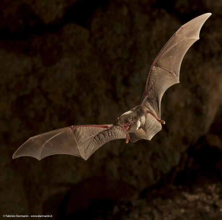 Animali di grotta - Foto - Fabrizio Darmanin