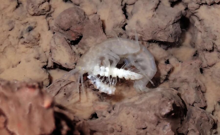 <em>Niphargus</em>  spp. - Animale di Grotta dell'Anno 2023 - Niphargus stygius, Grotta dell'Orso (7 VG), esemplare maschio che preda un diplopode (Foto F.  Gasparo)