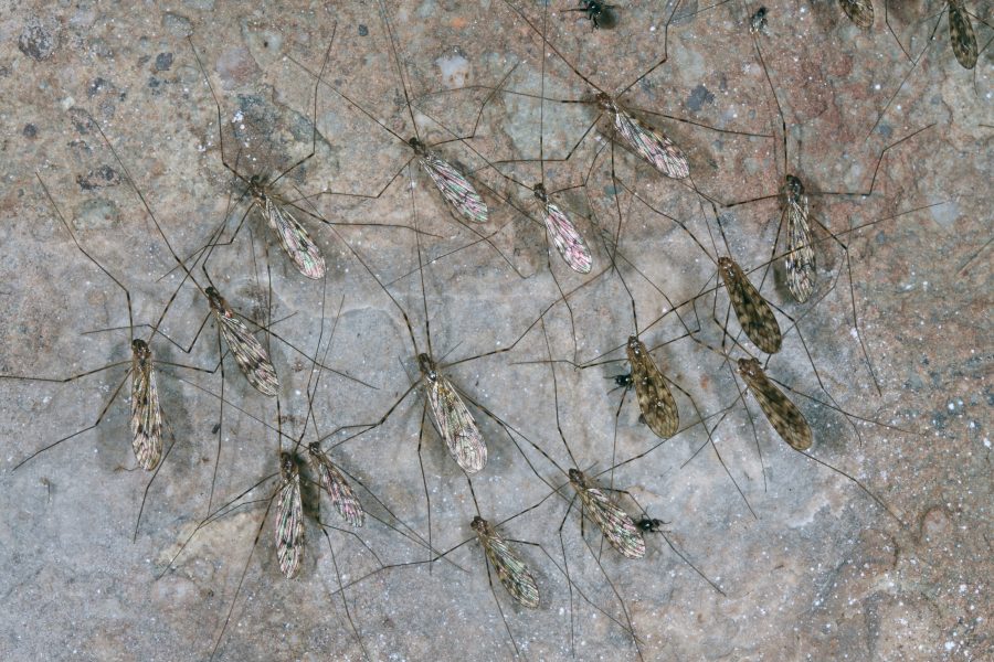 Limonide comune - Animale di Grotta dell'Anno 2019 - Gruppo di vari insetti