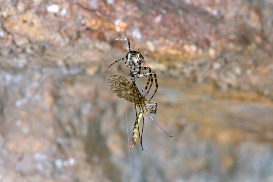 Limonide comune - Animale di Grotta dell'Anno 2019 - Preda del ragno di grotta Metellina merianae
